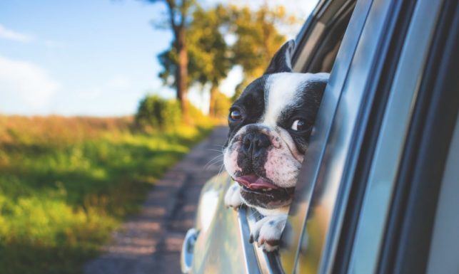 Dogpic dog driving in car