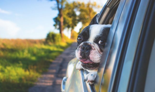 dog driving in car